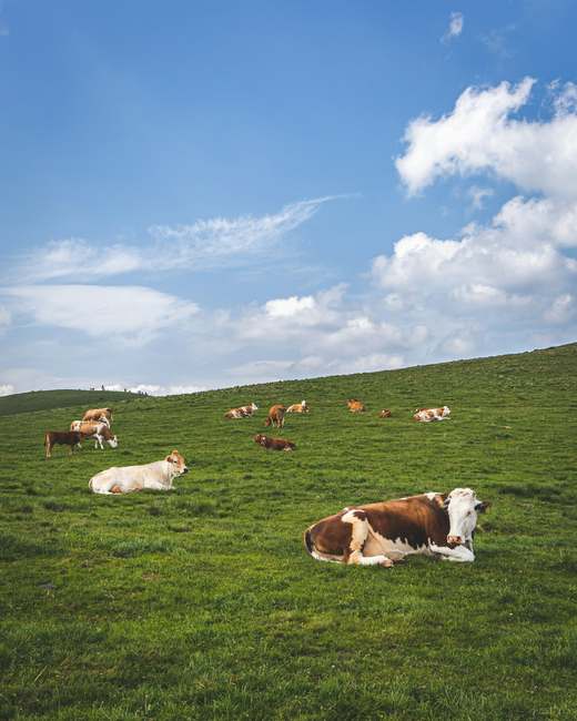 Animales descansando en el potrero