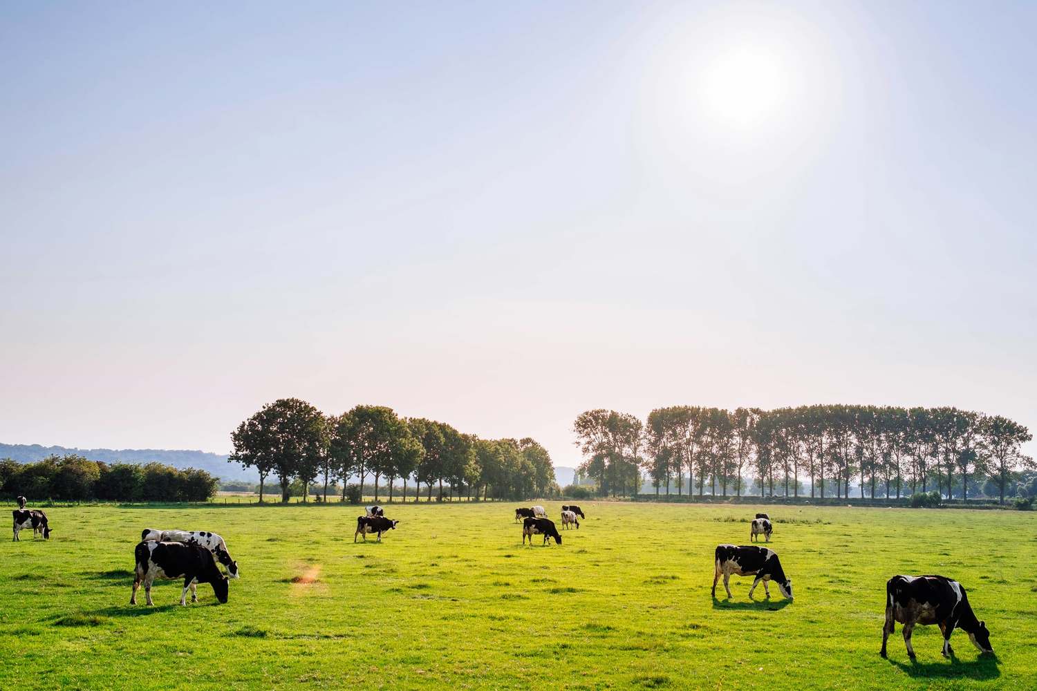 Campo uruguayo con animales pastando al amanecer